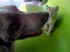 Willy with Kitty